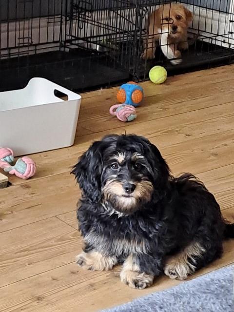 Dachshund/bichon/ShihTzu