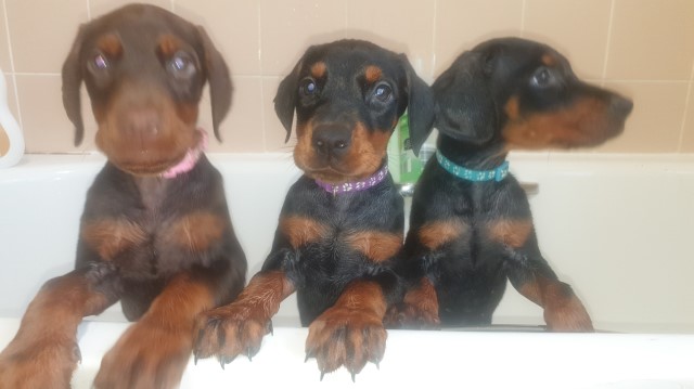 Gorgeous doberman puppies, chocolate colour female & black tan male/female