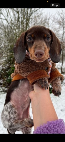 Minature daschund dapple male