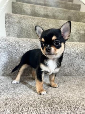 KC Registered Chihuahua Pups