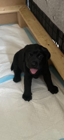 Labrador Retriever puppy for sale + 37665