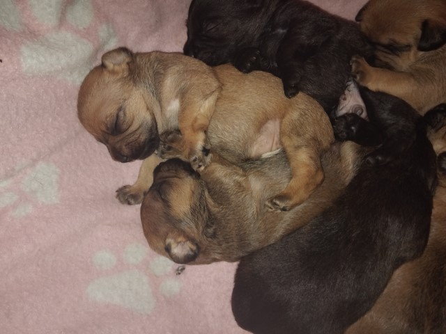 French Bulldog puppy for sale + 37706