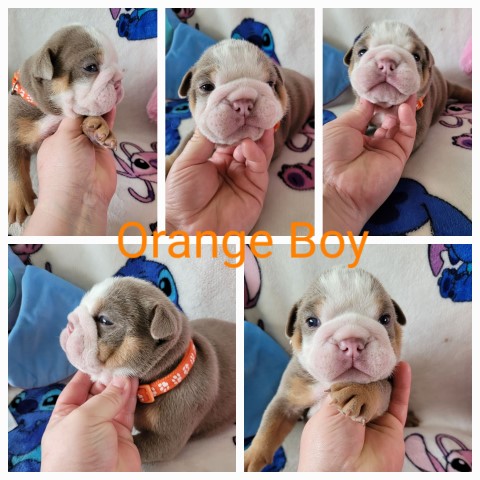 English bulldog puppies K.C registered