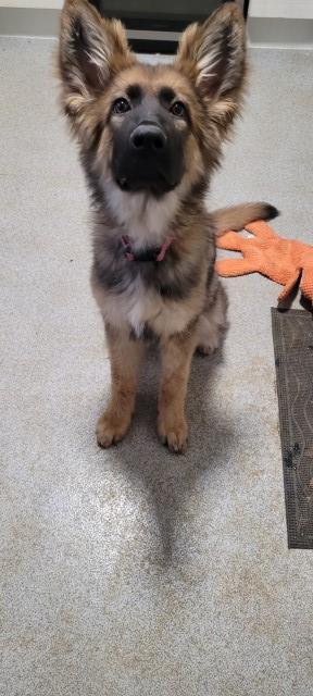 German Shepherd Dog puppy for sale + 37730