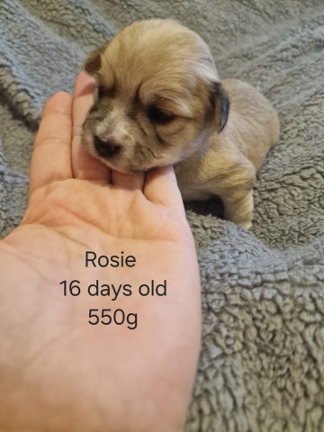 Maltese puppy for sale + 37733