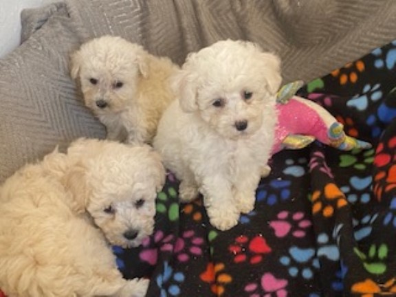 POOCHON PUPPIES - LITTLE TEDDYBEAR DOGS - HYPOALLERGENIC BOYS AND GIRLS, AVAILABLE IN OCTOB ER