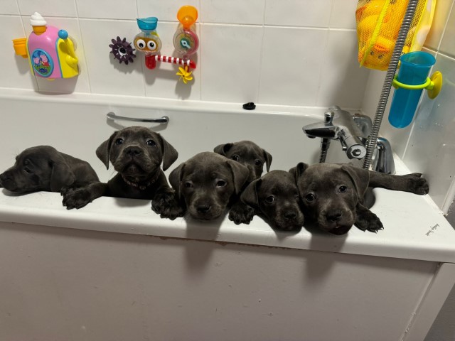 6 blue staffies