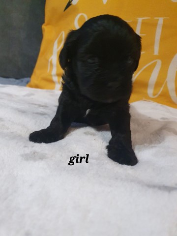 Poodle Miniature puppy for sale + 37736