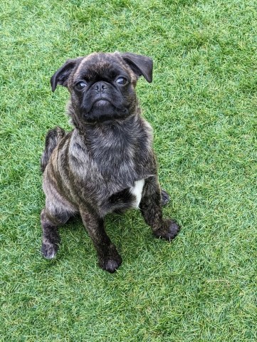 Beautiful Brindle pug girl, **READY TO GO NOW**