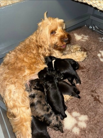 Gorgeous F2 cockapoo puppies for sale. Only 3 left