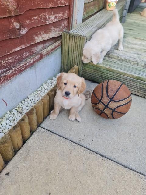 Golden Retriever puppy for sale + 37650