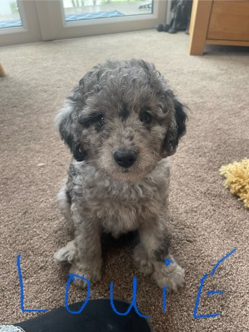 Cockapoo puppy for sale + 37681