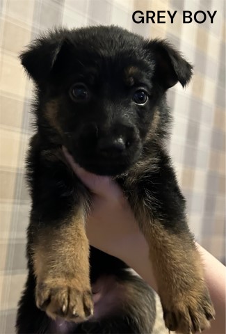 Ready now!! German Shepherd Litter