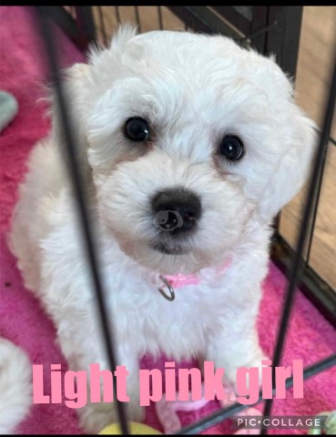 Last one reduced beautiful Bichon Frise