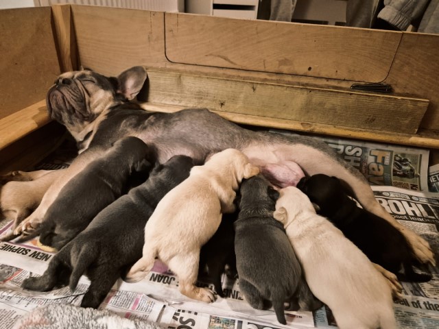 Stunning Frenchie puppies for sale