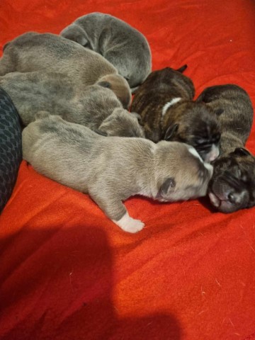 6 beautiful staffy pups