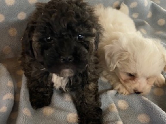 CAPTIVATING, CUTE AND CUDDLY SHIHPOOCHON  PUPPIES - PERFECT LITTLE FAMILY PETS